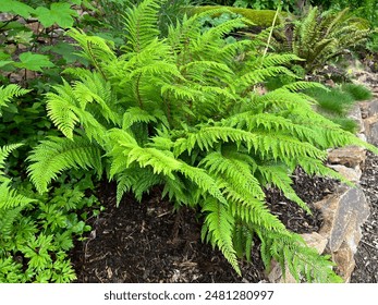 Polystichum setiferum is one of the native forest ferns, unfurls in spring and forms long, bi-pinnate fronds