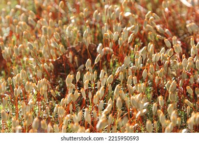 Polytrichum Common Moss Boxes Close-up