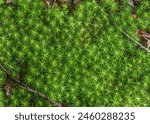 Polytrichum commune, (common haircap, great golden maidenhair, common haircap moss)