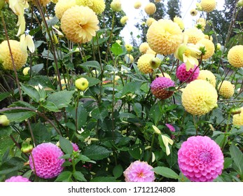 Pom Pon Dahlias Point Defiance Park