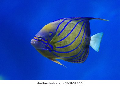 Pomacanthidae Blue Ring Angelfish, Pomacanthus Annularis, Blue-ringed Angelfish