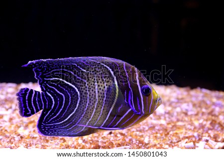 Pomacanthus semicirculatus, the Koran angelfish or semicircle angelfish, is a ray-finned fish in the family Pomacanthidae. It is found in the Indo-West Pacific Ocean.