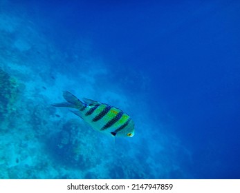 Pomacentridae Fish  On The Edge Of A Coral Reef