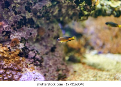 Pomacentrus Coelestis, Blue Golden Damsel Fish Of The Pomacentridae Family