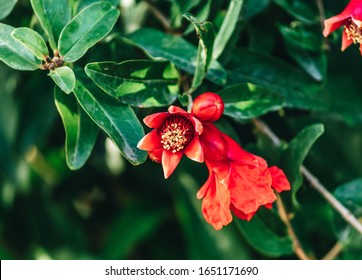 Pomegranate blossom on tree with green leaves