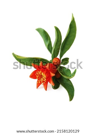 Pomegranate branch with flowering fruit ovary, stamens and leaves isolated on white background.