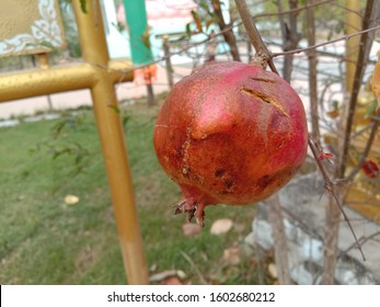 A pomegranate is dark red. The flowers are bright red and 3 cm in diameter, with three to seven petals. Some fruitless varieties are grown for the flowers alone. it growing in the Draa River valley 