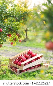 Pomegranate Farm, Wooden Boxes Full Of Pomegranate