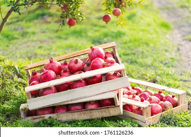 Pomegranate Farm, Wooden Boxes Full Of Pomegranate