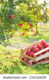 Pomegranate farm, wooden boxes full of pomegranate