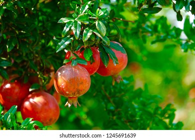 Pomegranate Farming. Red Grown Fruits On The Tree In The Farm