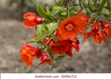 Pomegranate Flower