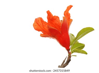 Pomegranate flower, fruit blossoming isolated on white, clipping - Powered by Shutterstock