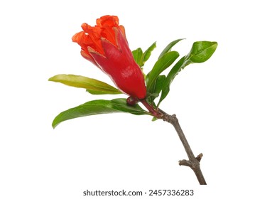 Pomegranate flower, fruit blossoming isolated on white, clipping - Powered by Shutterstock