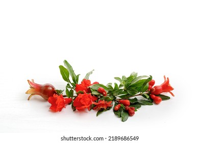 Pomegranate Flowers And Fruits Are A Symbol Of The Jewish Holidays Yom Kippur And Rosh Hashanah. Copy Space