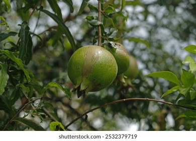 Pomegranate fruit, Abundant fruit tree harvest with fresh and healthy produce. Leafy green environment.
 - Powered by Shutterstock