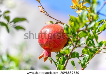Pomegranate fruit hanging and maturing on branch of pomegranate tree. Punica granatum. Topic - gardening, fruit growing. Advertising pomegranate fruits, pomegranate juice