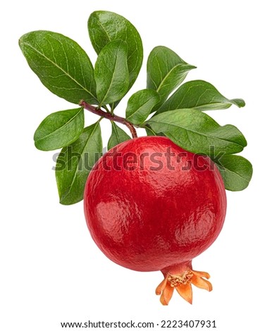 Pomegranate fruit on branch isolated on white background