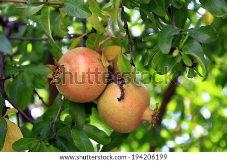 Similar – Foto Bild Little apples on a branch.