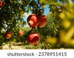 pomegranate fruit on tree , at elche spain          