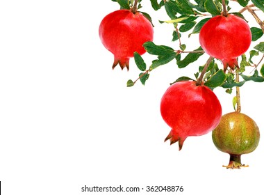 Pomegranate fruit on a tree isolated on a white background 