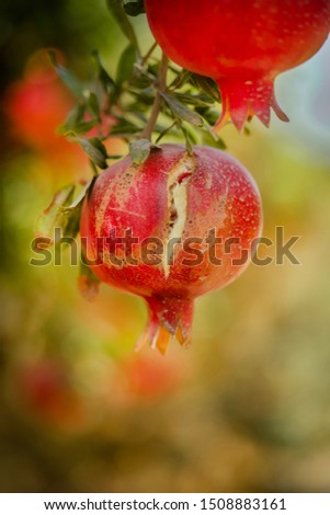 Similar – Image, Stock Photo Apple, ripe on the tree