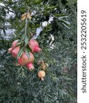 Pomegranate fruits hanging on a branch in the garden. Pomegranate production and ecological agriculture on a farm. Pomegranate trees and leaves outside. Side view. Space for text. 