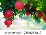 Pomegranate fruits on a tree branch in a pomegranate garden. Symbol of the Israeli holiday Rosh Hashanah. Greeting card