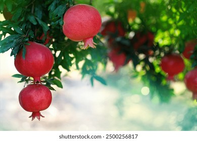 Pomegranate fruits on a tree branch in a pomegranate garden. Symbol of the Israeli holiday Rosh Hashanah. Greeting card - Powered by Shutterstock