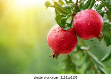 Pomegranate fruits with water droplets hanging on tree. - Powered by Shutterstock