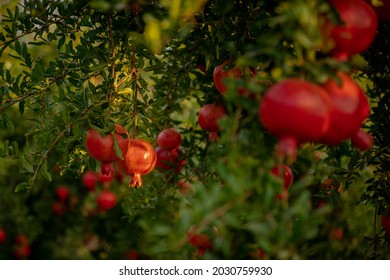 Pomegranate garden. Red, juicy pomegranate fruits hang from the tree. Middle East Israel