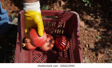 Pomegranate Harvest Season, Farm Worker Picking Ripe Pomegranates Into The Crate. Selective Focus.