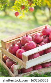 Pomegranate harvest in wooden box in beautiful a garden