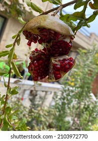 Pomegranate Has A Special Meaning In Persian And Iranian Culture. It Is Iran’s National Fruit And Has A Deep Religious And Cultural Place For Iranians. 