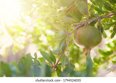 Pomegranate On Abstract Background With Green Garnet Tree Leaves