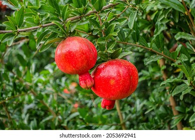 Pomegranate on the tree￼ in the garden