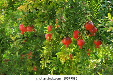 Pomegranate On Tree In A Farm Garden.