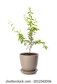 Pomegranate Plant With Green Leaves In Pot On White Background