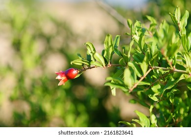 Pomegranate (Punica Granatum) Crop On Branch Of Tree. Pomegranate Fruit Is A Symbol Of Abundance. Copy Space For Text. An Agricultural Background. Plants Wallpaper.