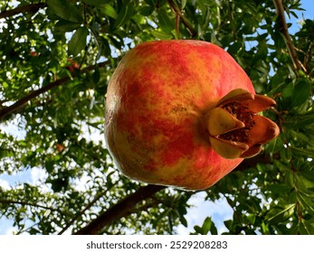 Pomegranate ripe fruit on tree - Powered by Shutterstock