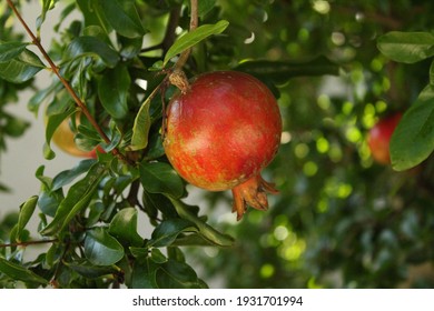 Pomegranate - Ripe and Red