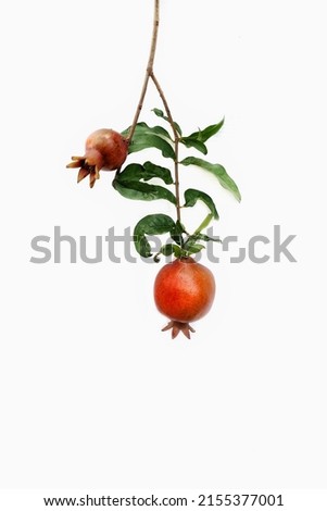The pomegranate is a shrub or small tree that could grow up to 10 meters. The pomegranate fruits on the white background.