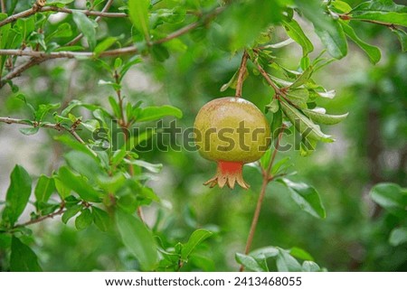 Pomegranate tree close up. Ripening fruit.