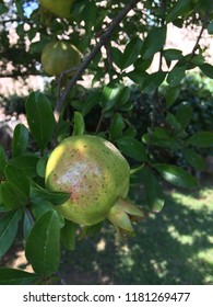 Pomegranate Tree Photo