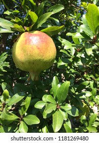 Pomegranate Tree Photo