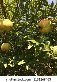 Pomegranate Tree Photo