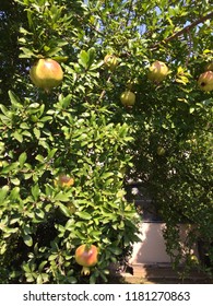 Pomegranate Tree Photo