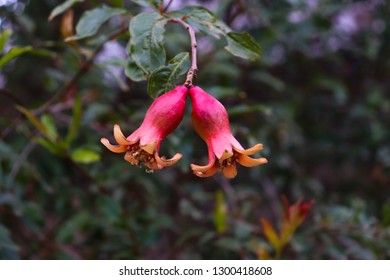 Pomegranate Tree Photo