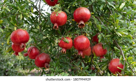 Pomegranate tree plantation in season picking