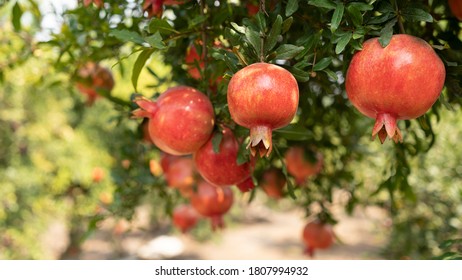 3,553 Pomegranate field Images, Stock Photos & Vectors | Shutterstock